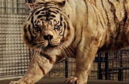 Taryn Simon, White Tiger (Kenny), 2006/2007 weißer Tiger in einem Käfig